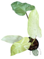 10 Plants Philodendron Whipple Way Mottled - Image 2