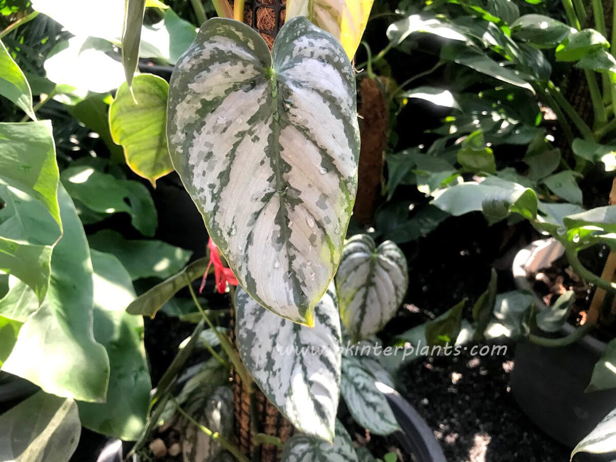 Philodendron Brandtianum Silver Leaf Variegated - Image 3