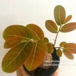 1 Bulb Phyllanthus mirabilis