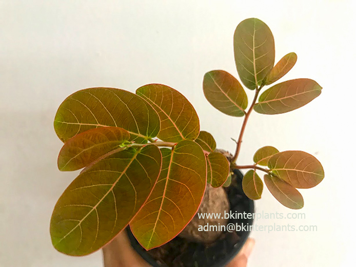 img_4622.jpg 1 Bulb Phyllanthus mirabilis - Image 1