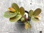 1 Bulb Phyllanthus mirabilis - Image 2