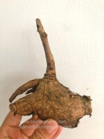 1 Bulb Phyllanthus mirabilis - Image 5