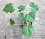 1 Bulb Sterculia Colorata - Image 4