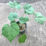 1 Bulb Sterculia Colorata