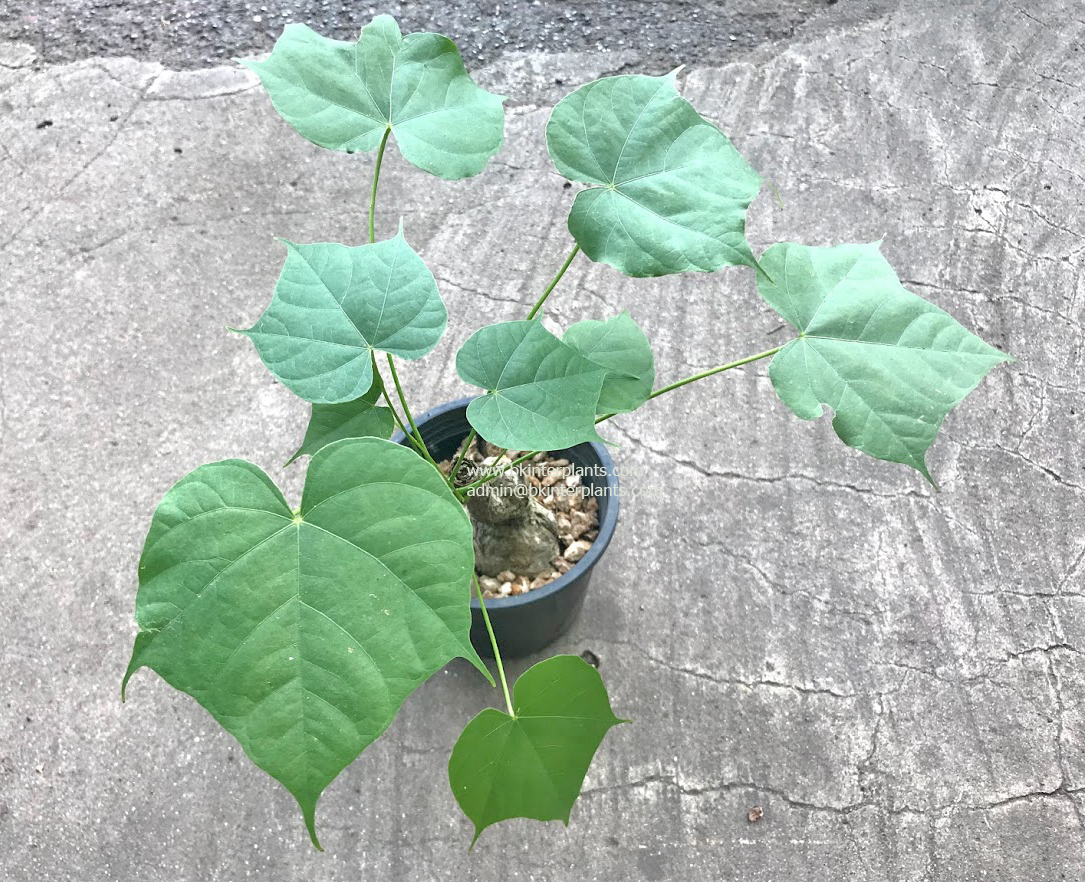 img_4689.jpg 1 Bulb Sterculia Colorata - Image 1