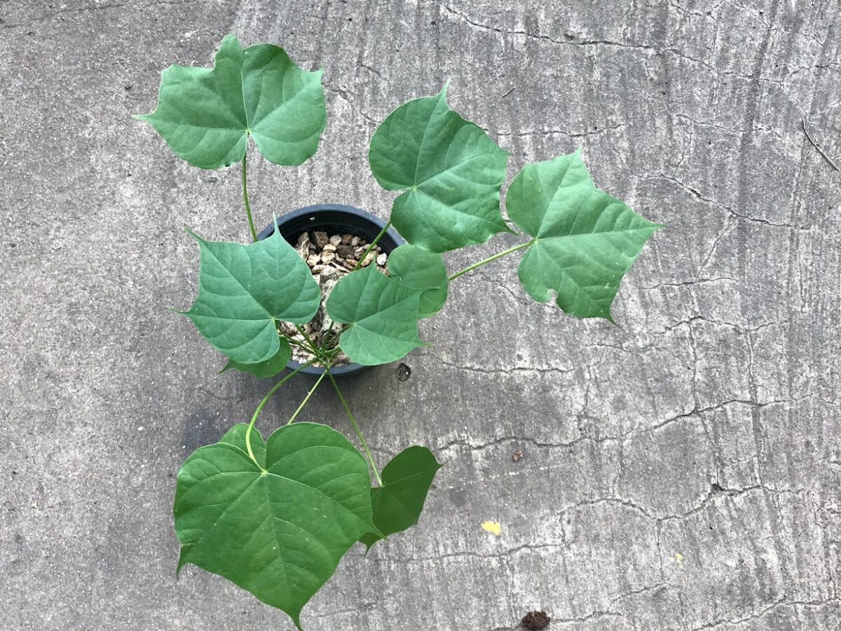 1 Bulb Sterculia Colorata - Image 2