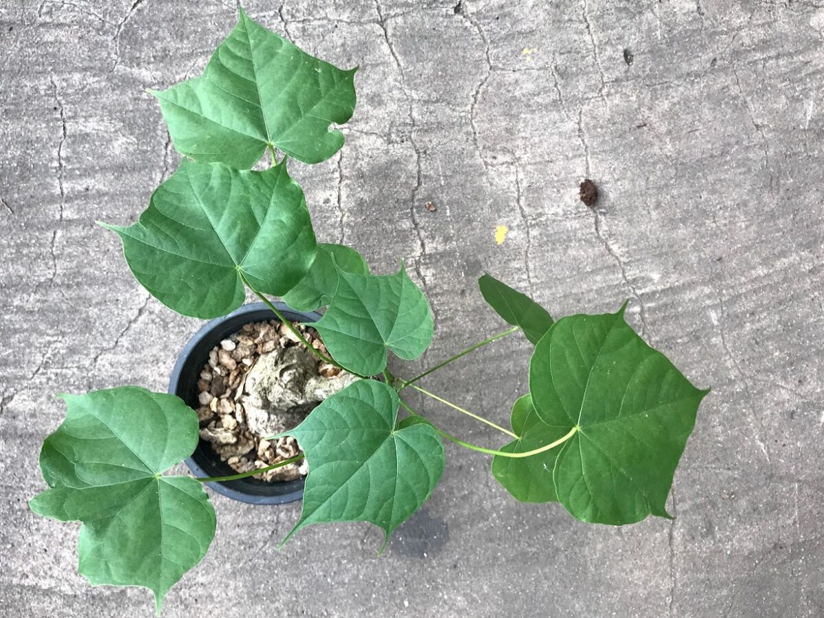 1 Bulb Sterculia Colorata - Image 3