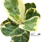 Ficus Lyrata Variegated