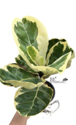 Ficus Lyrata Variegated - Image 2