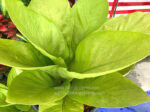 Anthurium King Of King Size S
