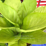 Anthurium King Of King Size S