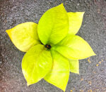 Anthurium King Of King Size S - Image 2