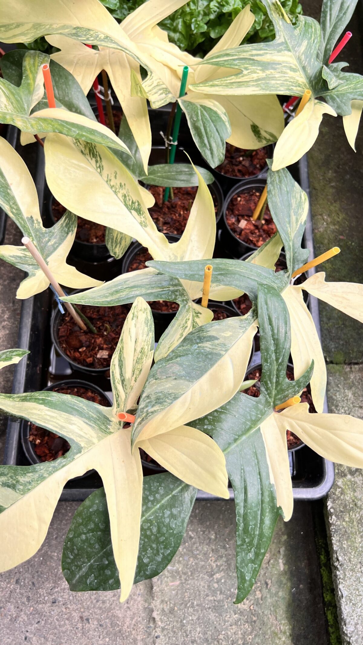 10 Plants Philodendron Florida Beauty Variegated - Image 2