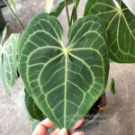 Anthurium clarinervium Matuda