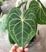 Anthurium clarinervium Matuda