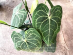 Anthurium clarinervium Matuda - Image 3