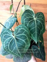 Anthurium clarinervium Matuda - Image 2