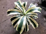 Dracaena White Variegated - Image 3