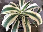 Dracaena White Variegated - Image 2