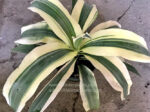 Dracaena White Variegated - Image 4
