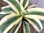 Dracaena White Variegated