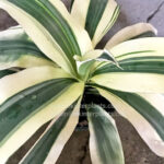 Dracaena White Variegated