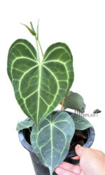 Anthurium Clarinervium - Image 2
