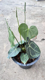Anthurium Clarinervium - Image 3
