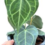 Anthurium Clarinervium