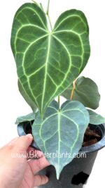 Anthurium Clarinervium