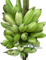 Musa ‘Sapientum Linn. 'Kluai Khai'’ Variegated - Image 2