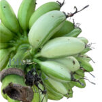 Musa ‘Sapientum Linn. 'Kluai Khai'’ Variegated