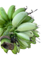 Musa ‘Sapientum Linn. 'Kluai Khai'’ Variegated