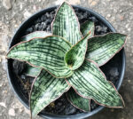 Sansevieria Hybrid "Cleopatta - Image 3