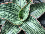 Sansevieria Hybrid "Cleopatta