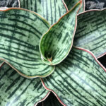 Sansevieria Hybrid "Cleopatta
