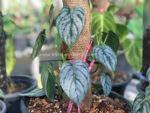 Philodendron Brandtianum Silver Leaf Variegated - Image 2