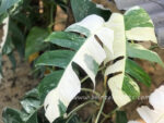 Epipremnum Pinnatum Albo Variegated Size L