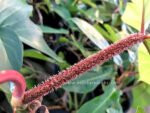 Philodendron Squamiferum Red Bristle - Image 2