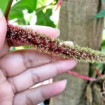 Philodendron Squamiferum Red Bristle