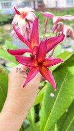 Plumeria Suangsuda - Image 3
