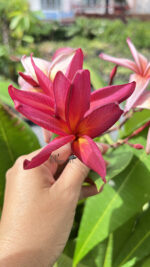 Plumeria Suangsuda - Image 2