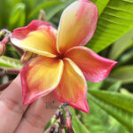 Plumeria Nui Delight