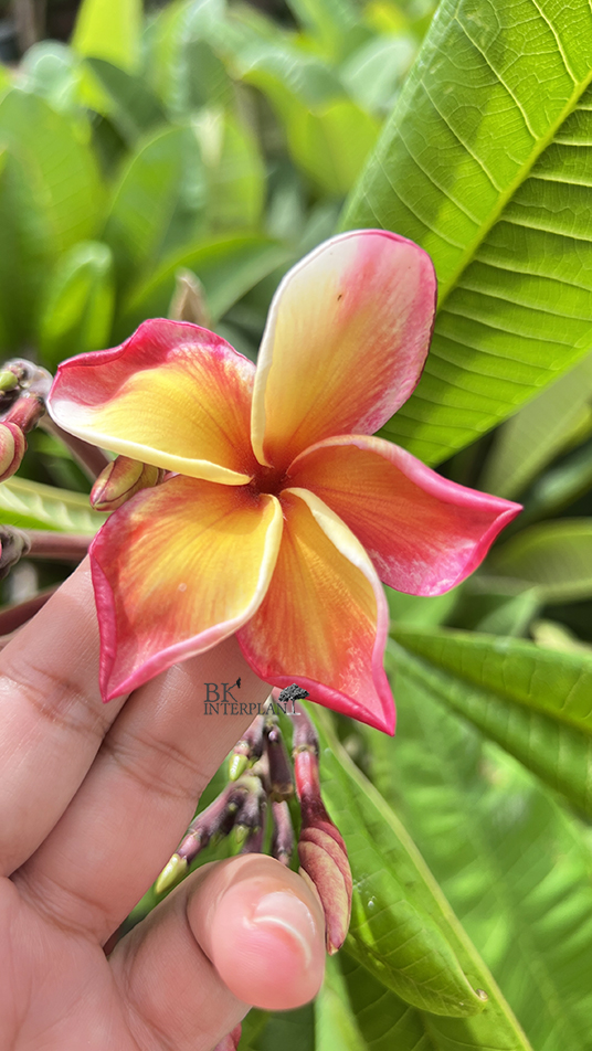 img_5276c.jpg Plumeria Nui Delight - Image 1