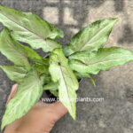 Syngonium Holloy Ribbon