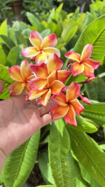 Plumeria Nui Delight - Image 2
