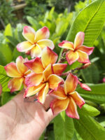 Plumeria Nui Delight - Image 3