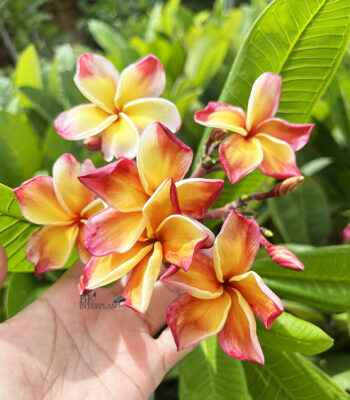 Plumeria Nui Delight vibrant tricolor pink white and yellow flower clusters