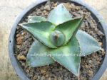 Agave " Pumila " - Image 7