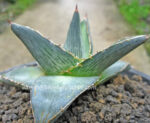 Agave " Pumila "